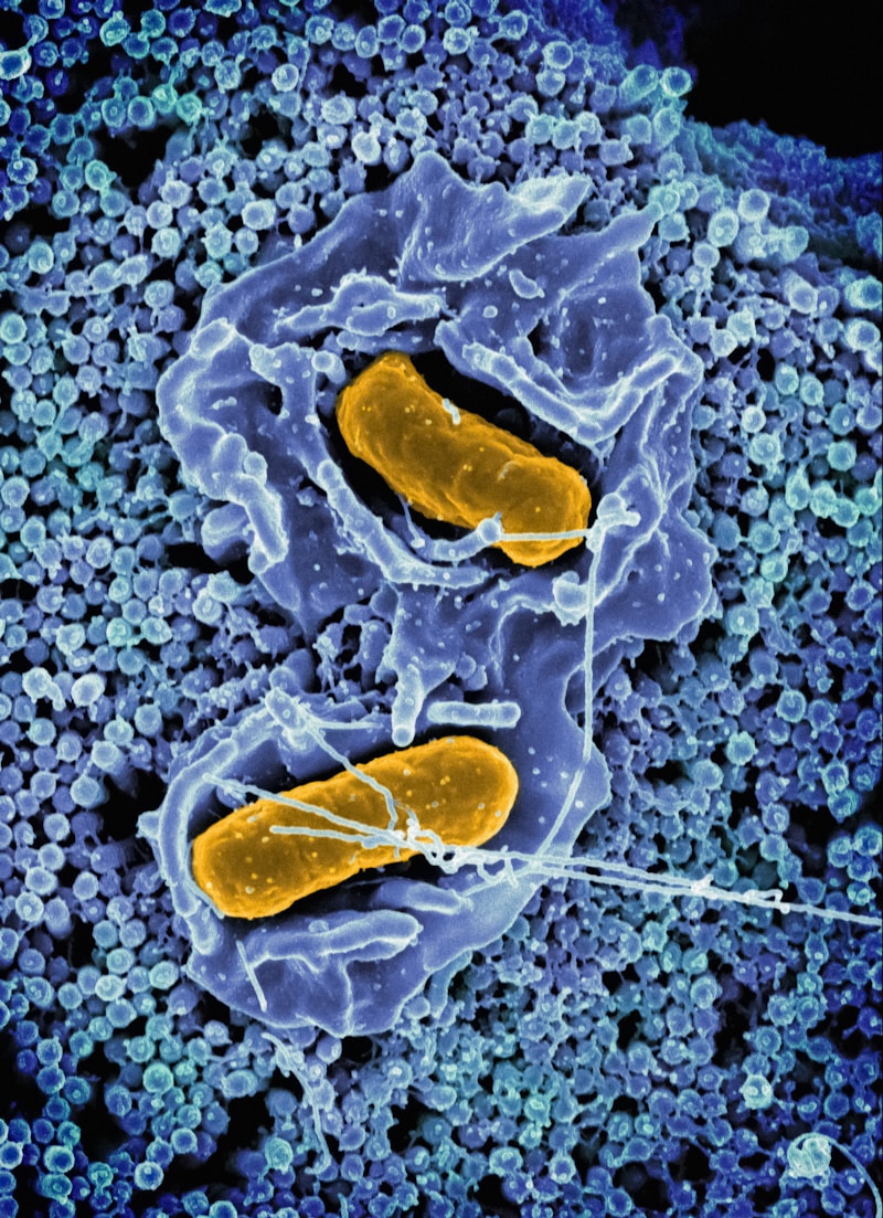 Microscopía electrónica de células inmunes y anticuerpos atacando bacterias - investigación australiana de la Universidad de Sydney para combatir superbacterias resistentes a antibióticos