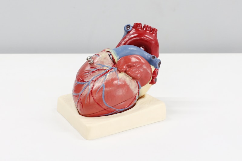 Científicos chilenos de la UC y la Universidad de Chile descubren microARN que reprograma el tejido cicatricial del corazón en músculo funcional tras un infarto 2 Modelo anatómico de corazón humano sobre superficie blanca - investigación chilena sobre regeneración cardíaca y reparación del tejido del corazón después de un infarto