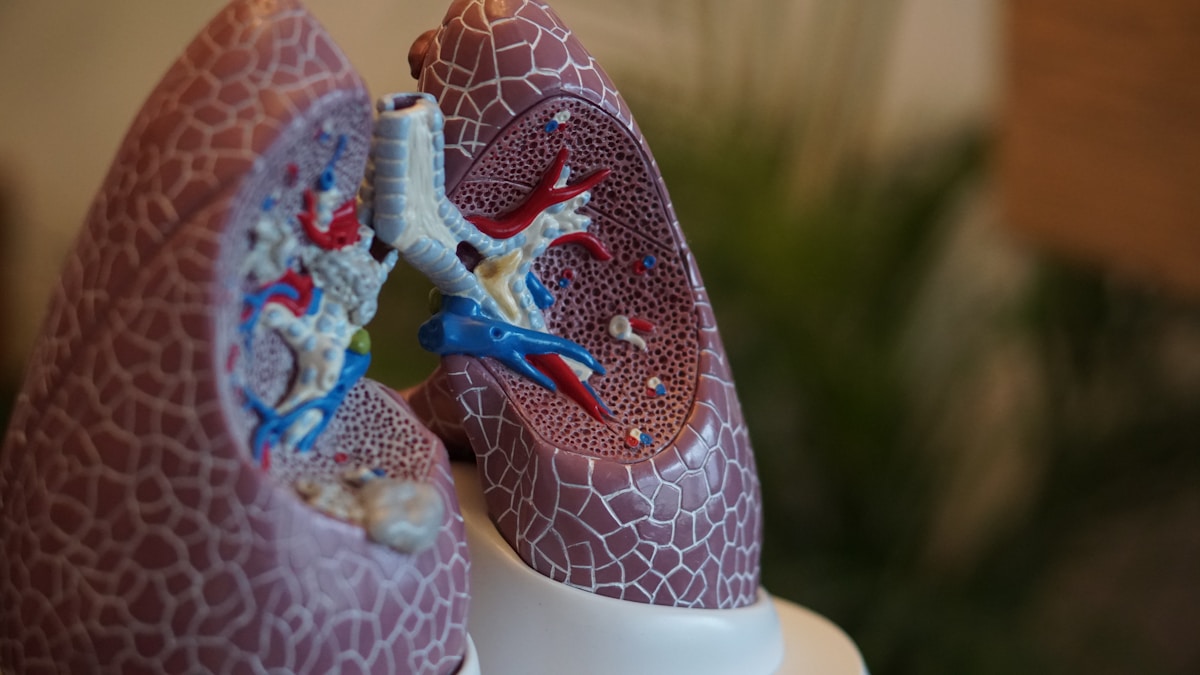 Anatomía de pulmones humanos - revisión científica de la UNSW Sydney que concluye que el vapeo con nicotina probablemente causa cáncer de pulmón y oral