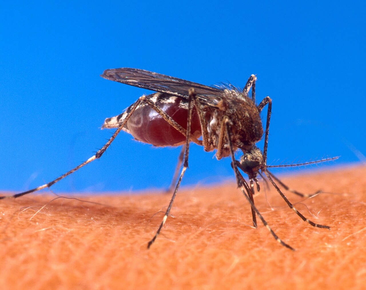 Mosquito Aedes aegypti alimentándose de sangre: es el vector urbano de la fiebre amarilla en las Américas
