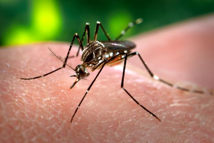 Mosquito Aedes aegypti alimentandose de sangre, vector que transmite el dengue en las Americas