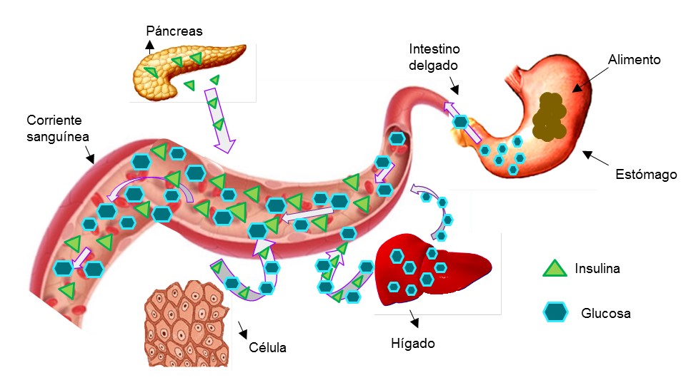 Diabetes tipo 2: 8 mitos que los médicos latinoamericanos deben desmentir 2 Ilustración de glucosa e insulina para diabetes tipo 2