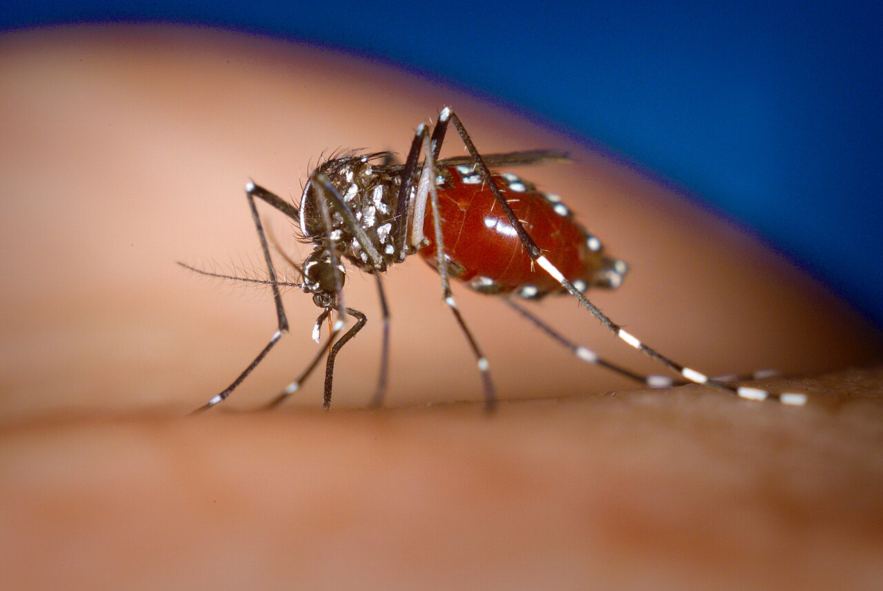 Chikungunya: 219.522 casos en el mundo y 7 contagios locales en Europa 6 Mosquito Aedes albopictus, vector del chikungunya y del dengue, ya establecido en buena parte del sur de Europa
