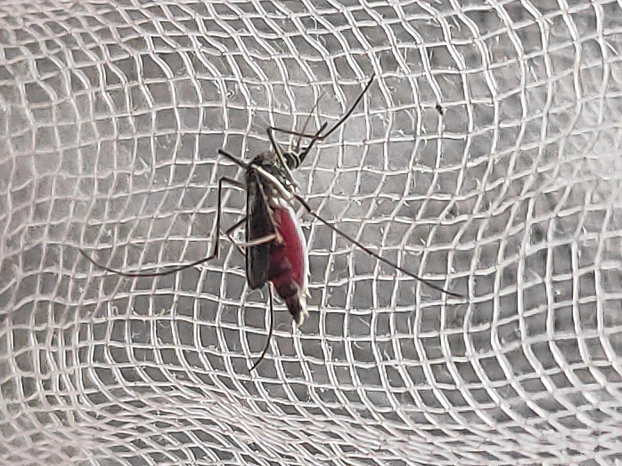 Mosquito Aedes aegypti, transmisor del dengue y otras enfermedades virales, posado sobre una superficie