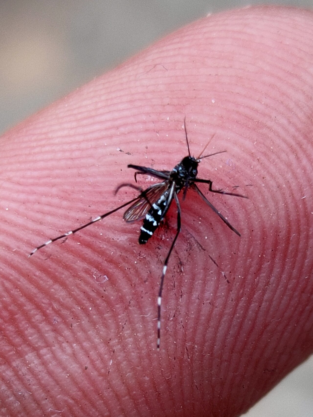 Chikungunya en las Américas: 5 mitos que retrasan el diagnóstico 10 Mosquito Aedes aegypti, vector de la chikungunya y del dengue en las Américas