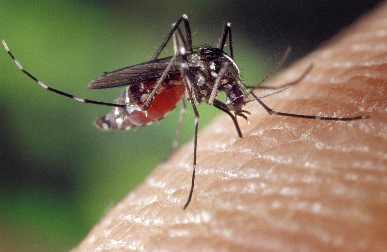 Sindbis en Alemania: el primer caso autóctono de un virus que ya circulaba 6 Mosquito Aedes albopictus picando la piel de una persona
