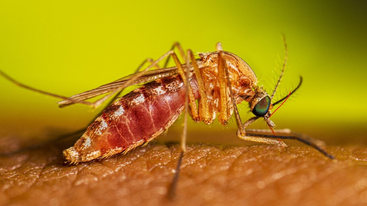 Virus del Nilo Occidental en Europa: 1.765 casos en 16 países 1 Mosquito del género Culex alimentándose, el principal vector del virus del Nilo Occidental