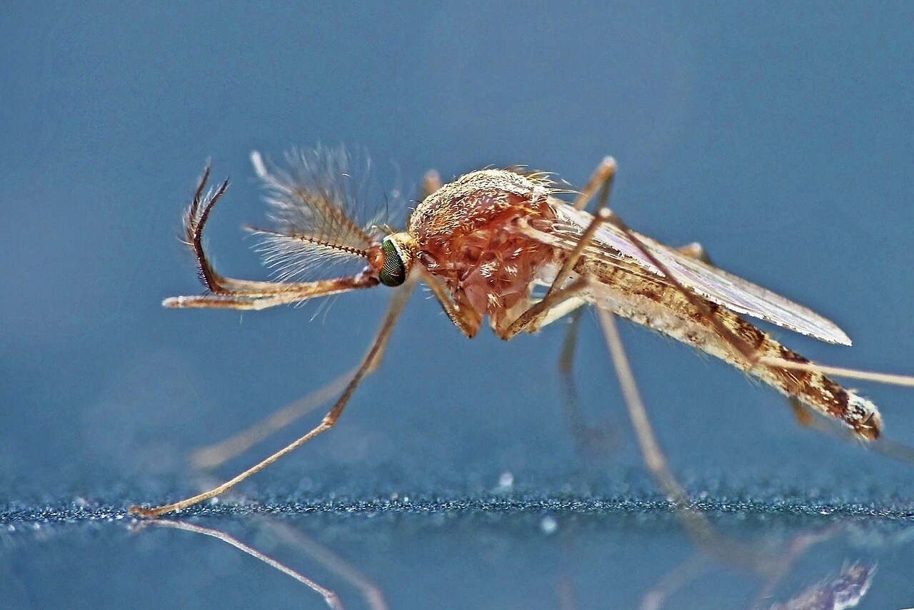 Encefalitis japonesa: 100.000 casos al año y una vacuna que llega tarde 7 Mosquito del género Culex, vector de enfermedades como la encefalitis japonesa, posado sobre una superficie