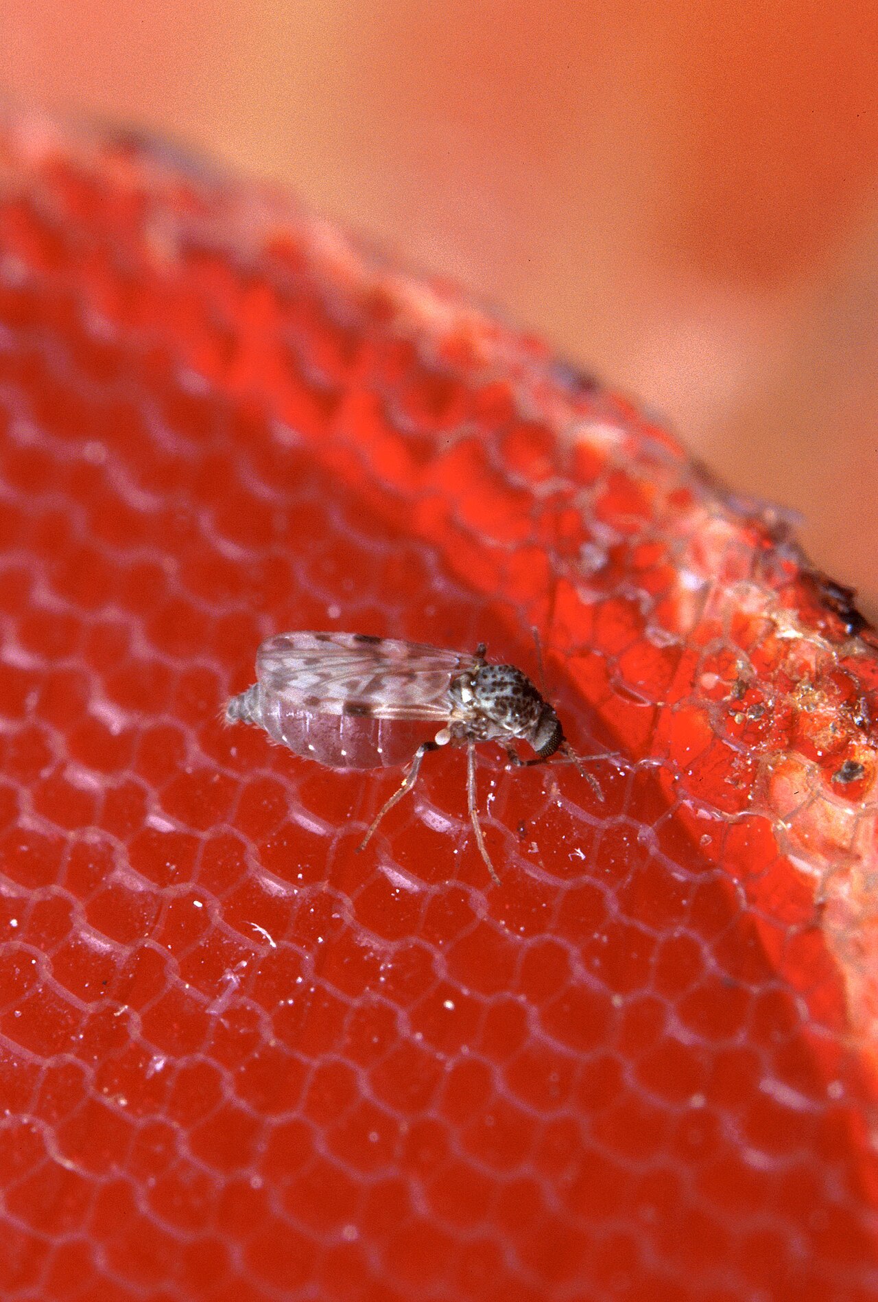 Fiebre de Oropouche: cómo distinguirla del dengue en la consulta 4 Jejen del género Culicoides, el principal vector de la fiebre de Oropouche