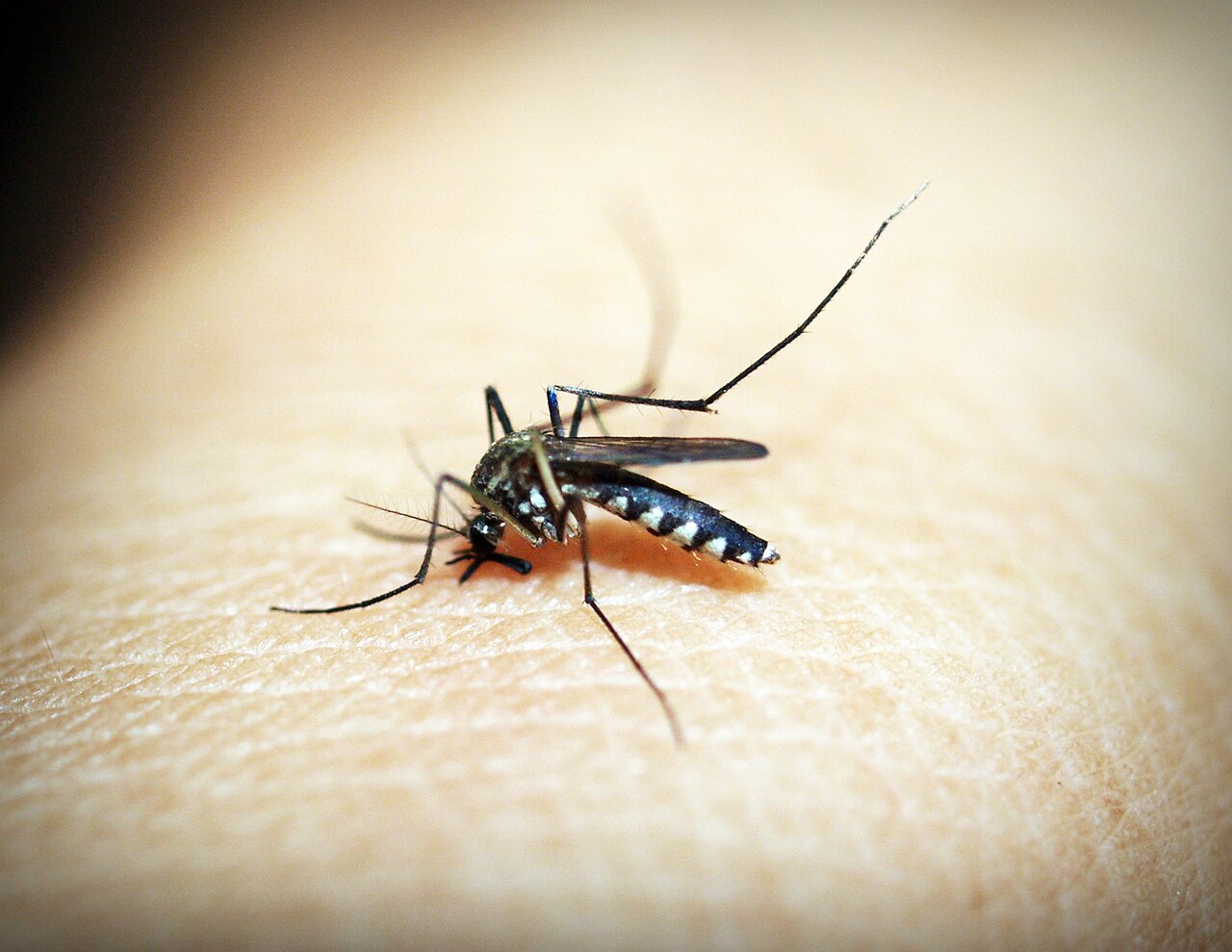 Mosquito vector de la fiebre amarilla posado sobre la piel humana