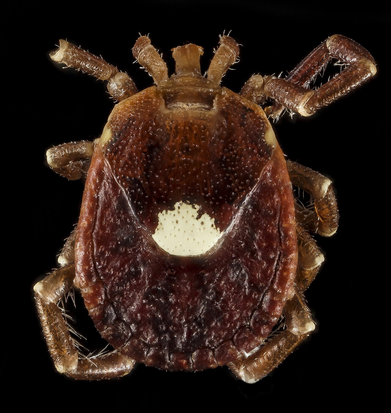 Fiebre hemorrágica de Crimea-Congo en España: 4 casos autóctonos en 2026 9 Garrapata de cuerpo duro (familia Ixodidae) vista de cerca: la picadura de garrapata transmite la fiebre hemorrágica de Crimea-Congo y otras enfermedades