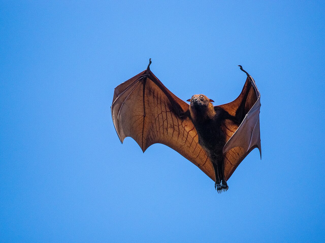 Nipah en Kerala: un caso, 104 contactos y una contención sin cuarentena general 8 Murciélago frugívoro del género Pteropus en vuelo, reservorio natural del virus Nipah